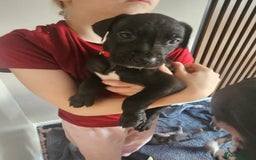 Great Dane dogs for sale: Great dane puppies  - Image 35