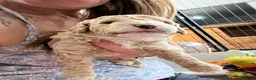 Cockapoo dogs for sale: Stunning curly coated Toy Cockapoos  - Advert 10