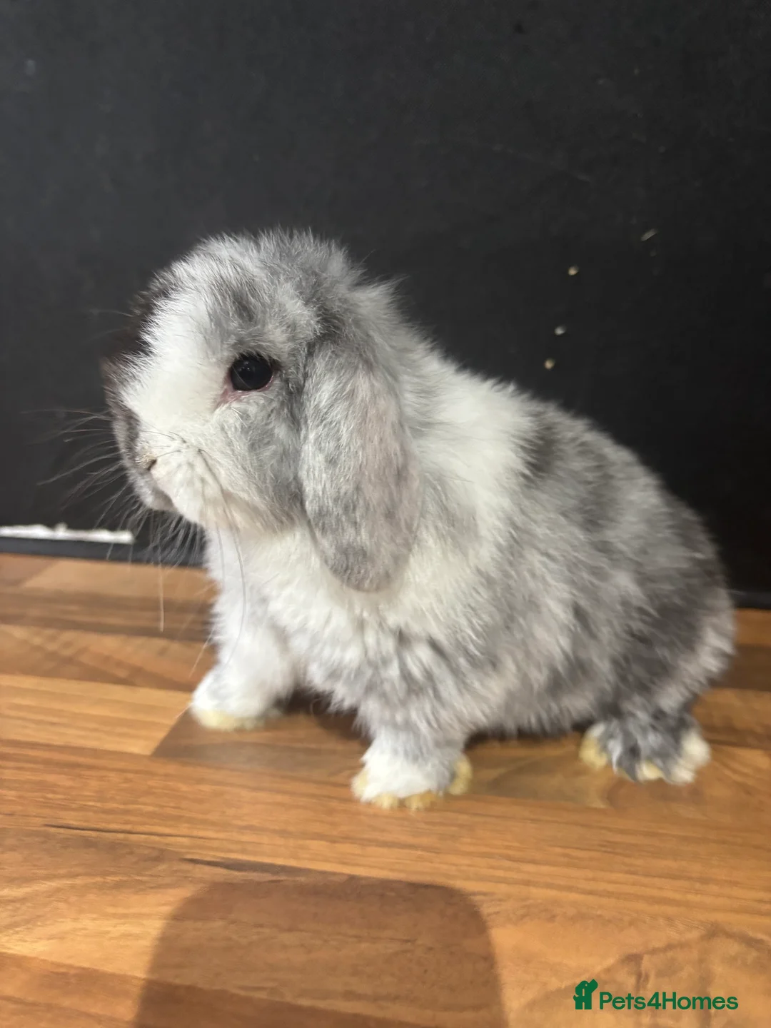 Mini Lop rabbits for sale: Pure bred mini lop babies - Advert 2