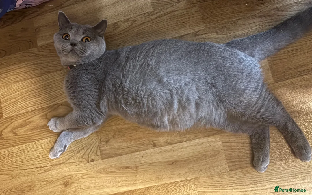 British Shorthair cats for sale: Beautiful Blue British Shorthair kittens - Advert 11