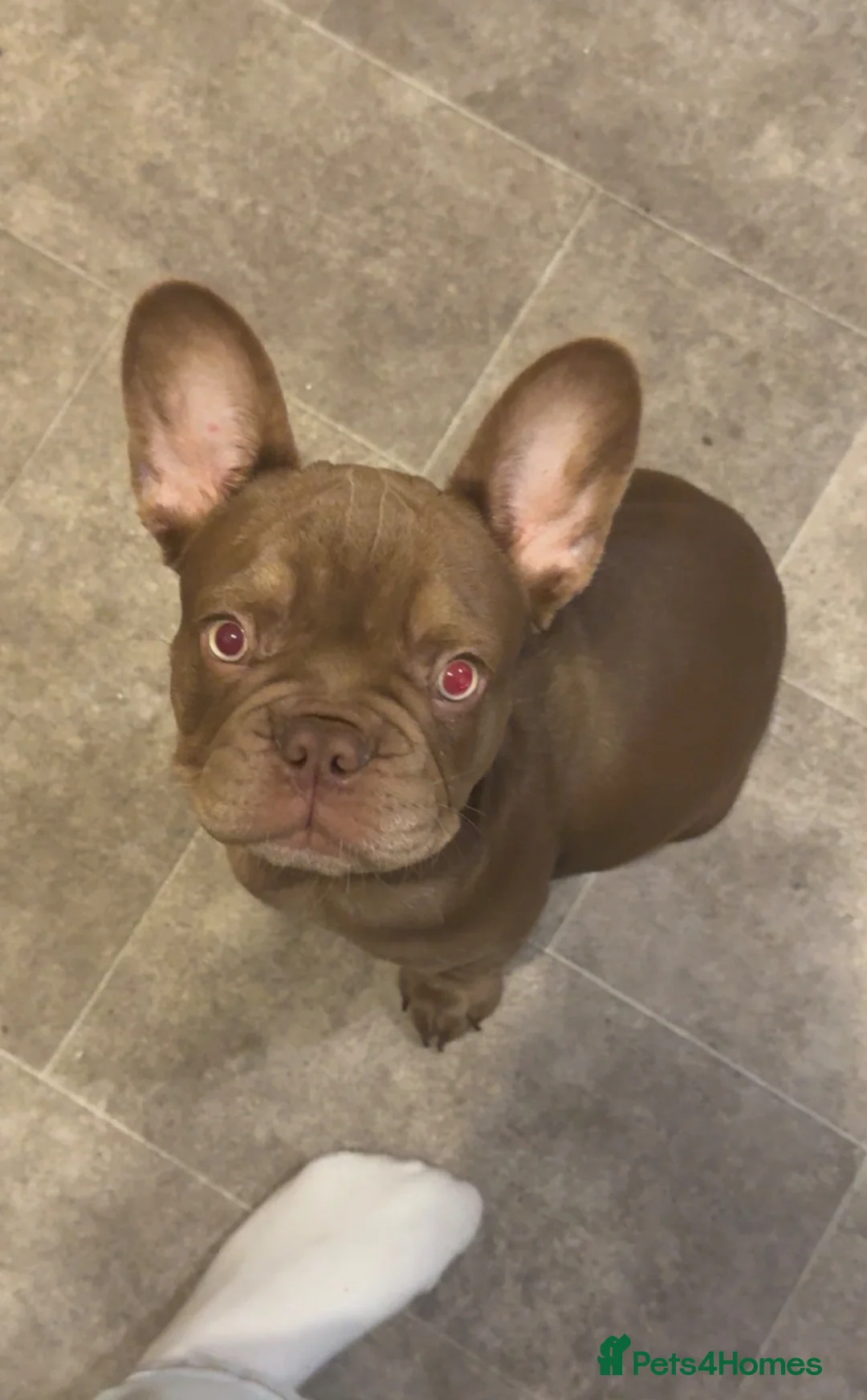 French Bulldog dogs for sale: Bear - French bulldog puppy - chocolate brown - Advert 2