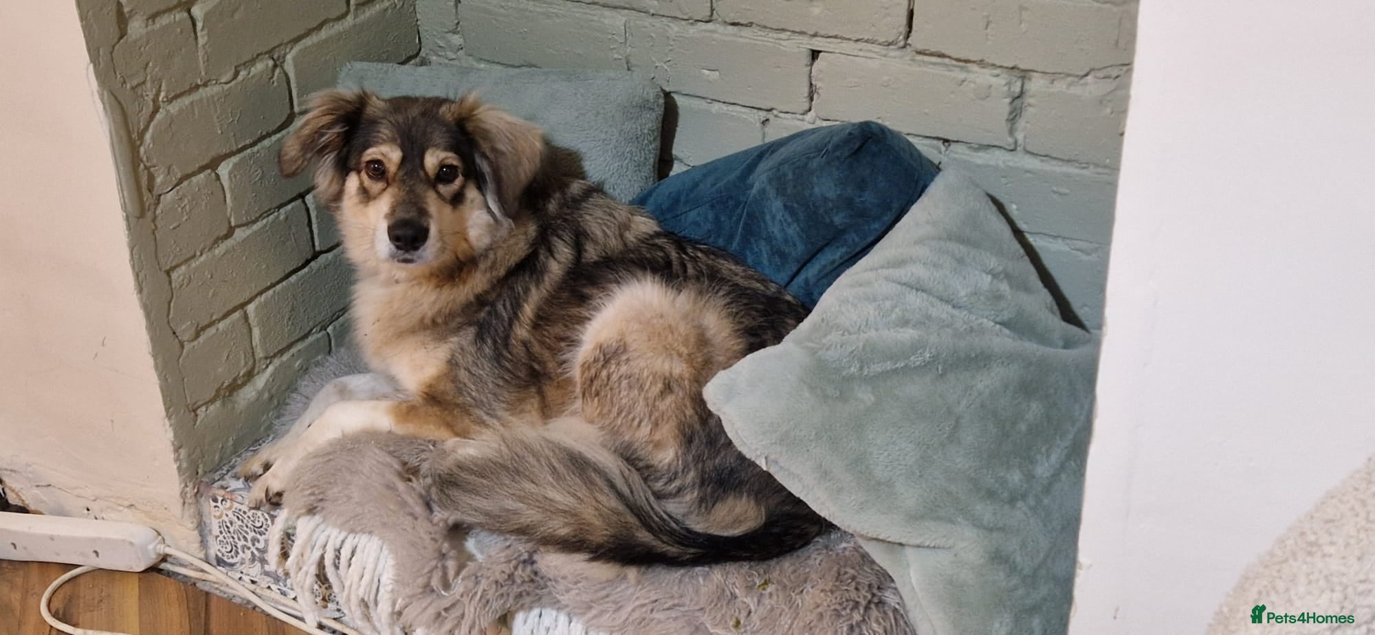 Mixed Breed dogs 5 Year Old Husky x Collie Girl  - Advert 23