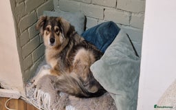 Mixed Breed dogs for sale: 5 Year Old Husky x Collie Girl  - Image 1