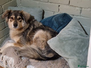 Mixed Breed dogs - Advert 16