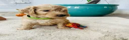 Double Doodle dogs for sale: Beautiful Litter of Double Doodles - Advert 7