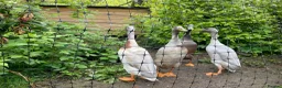 Ducks poultry for sale: Purebred Indian Runner drakes in Minehead - Advert 4