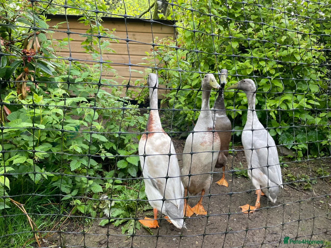 Ducks poultry for sale: Purebred Indian Runner drakes in Minehead - Advert 4