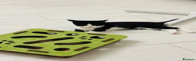 Domestic Shorthair 1