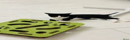 Domestic Shorthair cats for sale: Tuxedo little girl - Advert 2