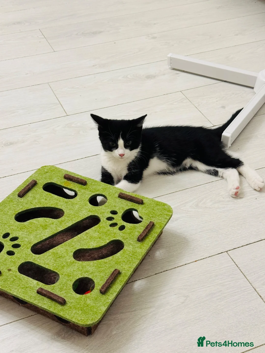 Domestic Shorthair cats for sale: Tuxedo little girl - Advert 2