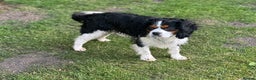 Cavalier King Charles Spaniel dogs for stud: CAVALIER TRI COLOUR STUD - HEALTH TESTED in Mablethorpe - Advert 2