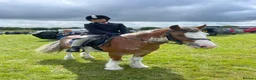 Other Breed horses for sale: 13hh-13.2hh Flashy Blagdon Cob - Advert 10