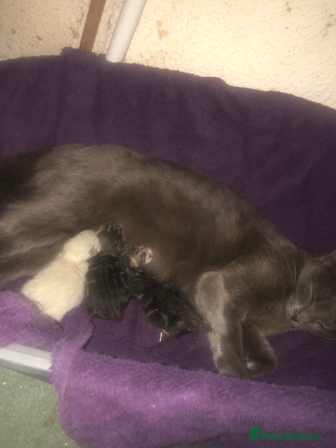 Mixed Breed cats for sale: Mixed bengal kittens - Image 6