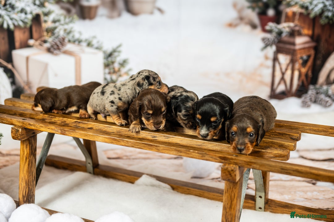 Miniature Dachshund dogs for sale: 6 KC miniature dashound puppies  - Advert 5