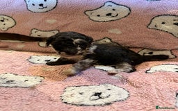 Toy Poodle dogs for sale: Exquisite Toy Poodle pups - Health tested parents - Image 8