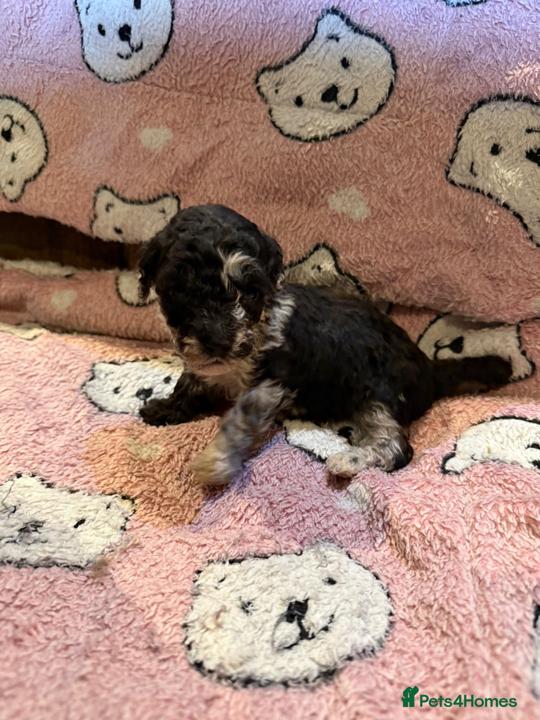 Toy Poodle dogs for sale: Exquisite Toy Poodle pups - Health tested parents - Image 8