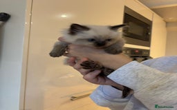 Ragdoll cats for sale: Last female Pure ragdoll kitten seal point  - Image 9