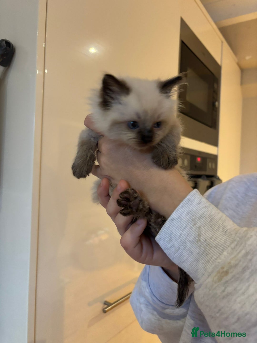 Ragdoll cats for sale: Last female Pure ragdoll kitten seal point  - Image 9