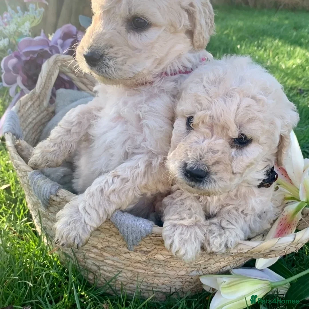 Poodle dogs for stud: K.C Reg Standard Poodle for Stud  in Chesterfield - Advert 5