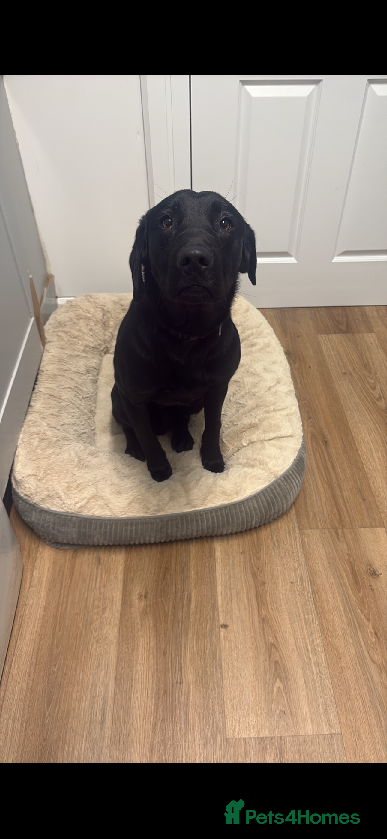 Labrador Retriever dogs 8 month old male lab - Advert 1