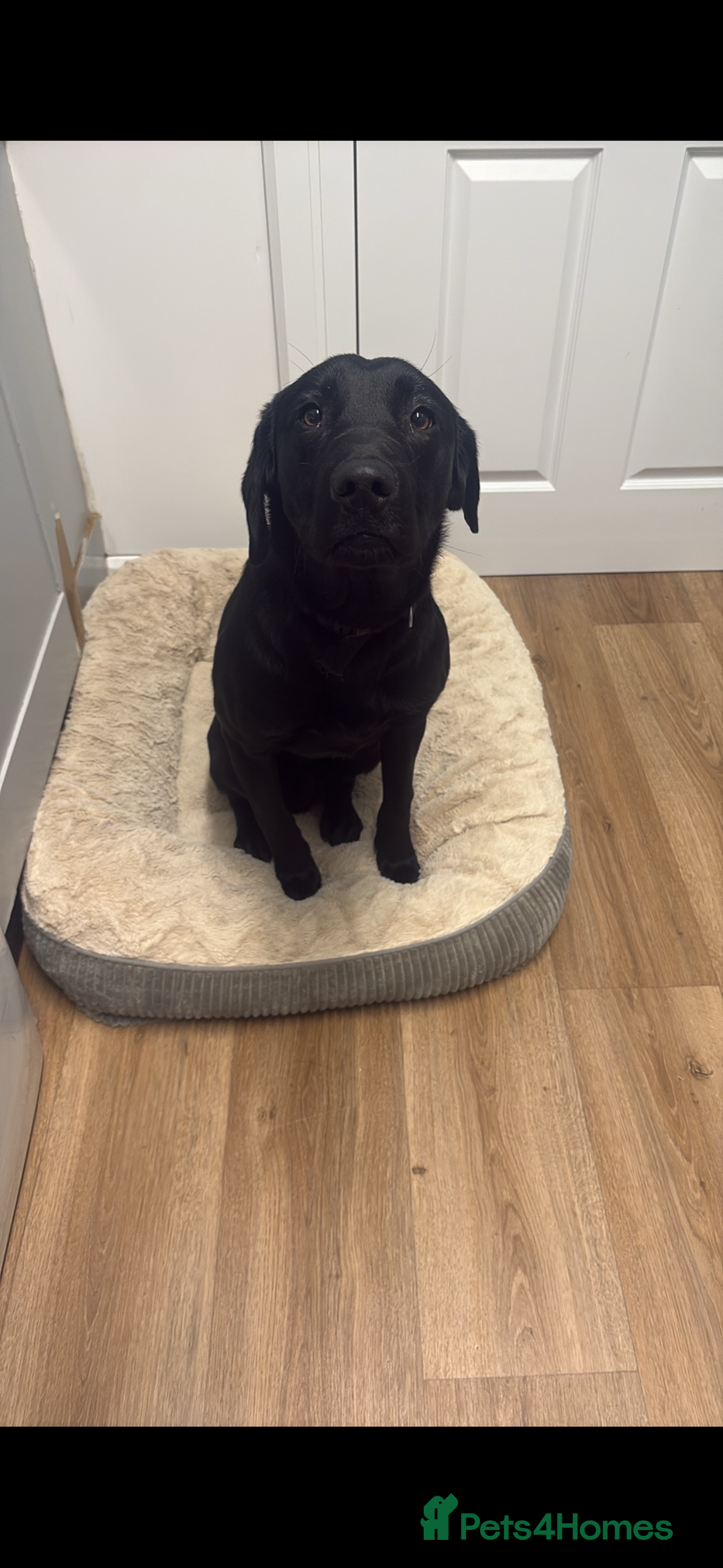 Labrador Retriever dogs for sale: 8 month old male lab - Advert 1