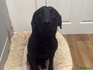 Labrador Retriever dogs 8 month old male lab - Advert 1