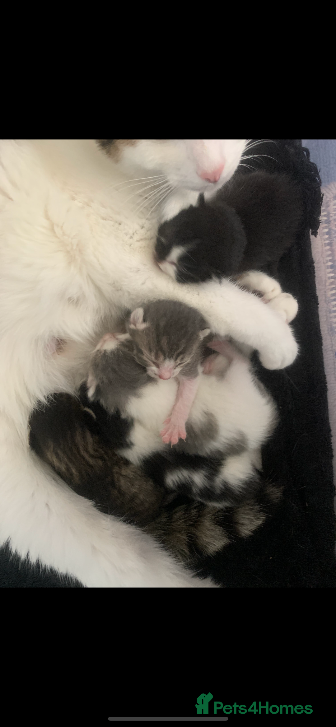 Domestic Shorthair cats for sale: Beautiful grey and white kittens  - Image 5
