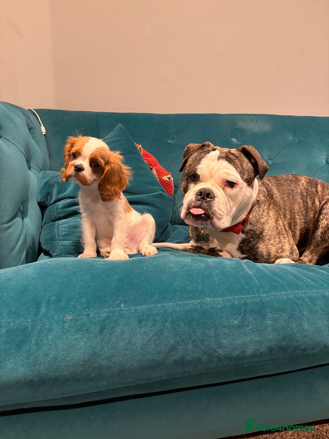 Old Tyme Bulldog dogs for sale: old tyme bulldog looking for a loving home - Advert 2