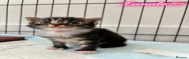 Brown & White Tabby Female