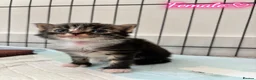 Mixed Breed cats for sale: Beautiful Kittens Looking for Their Forever Home - Advert 20