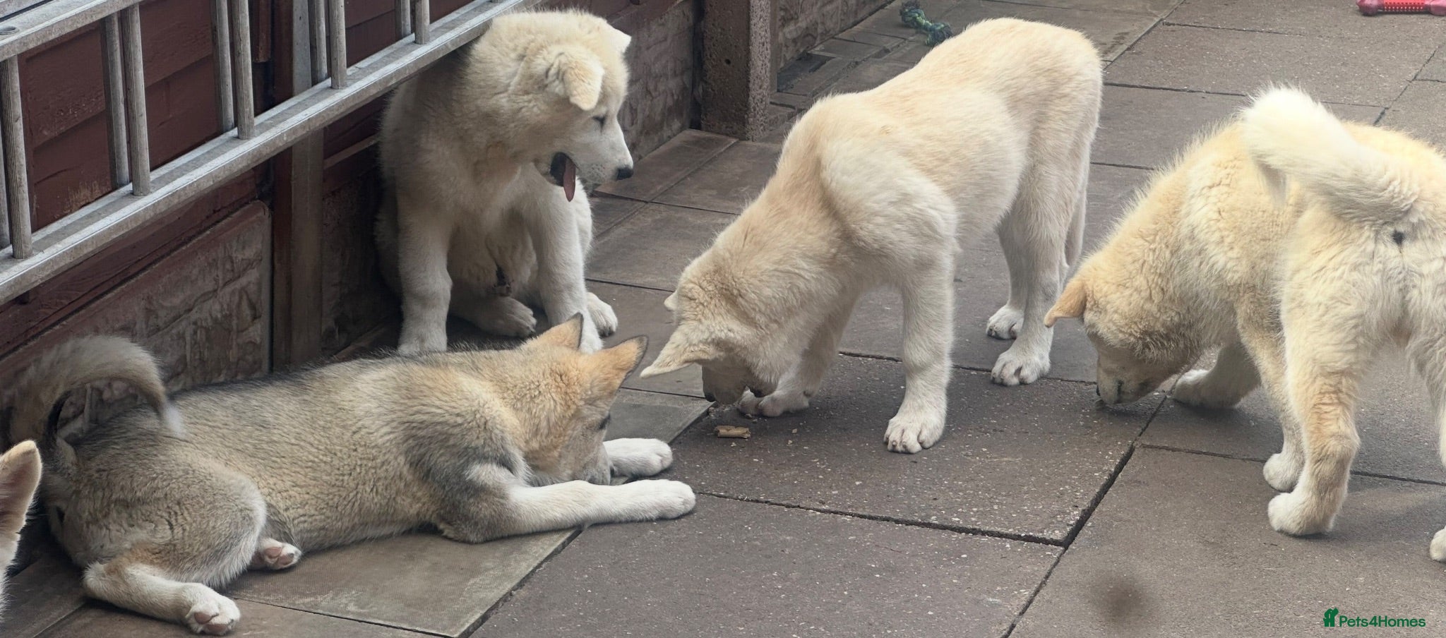 Alaskan Malamute dogs Beauties looking for their Beast - Advert 2