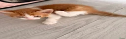 Mixed Breed cats for sale: Adorable Kittens Looking for Loving Homes 🐾 in London - Advert 4