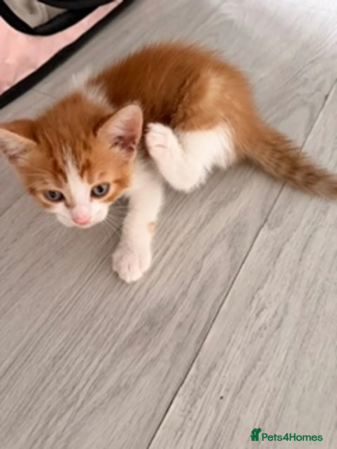 Mixed Breed cats for sale: Adorable Kittens Looking for Loving Homes 🐾 in London - Advert 4