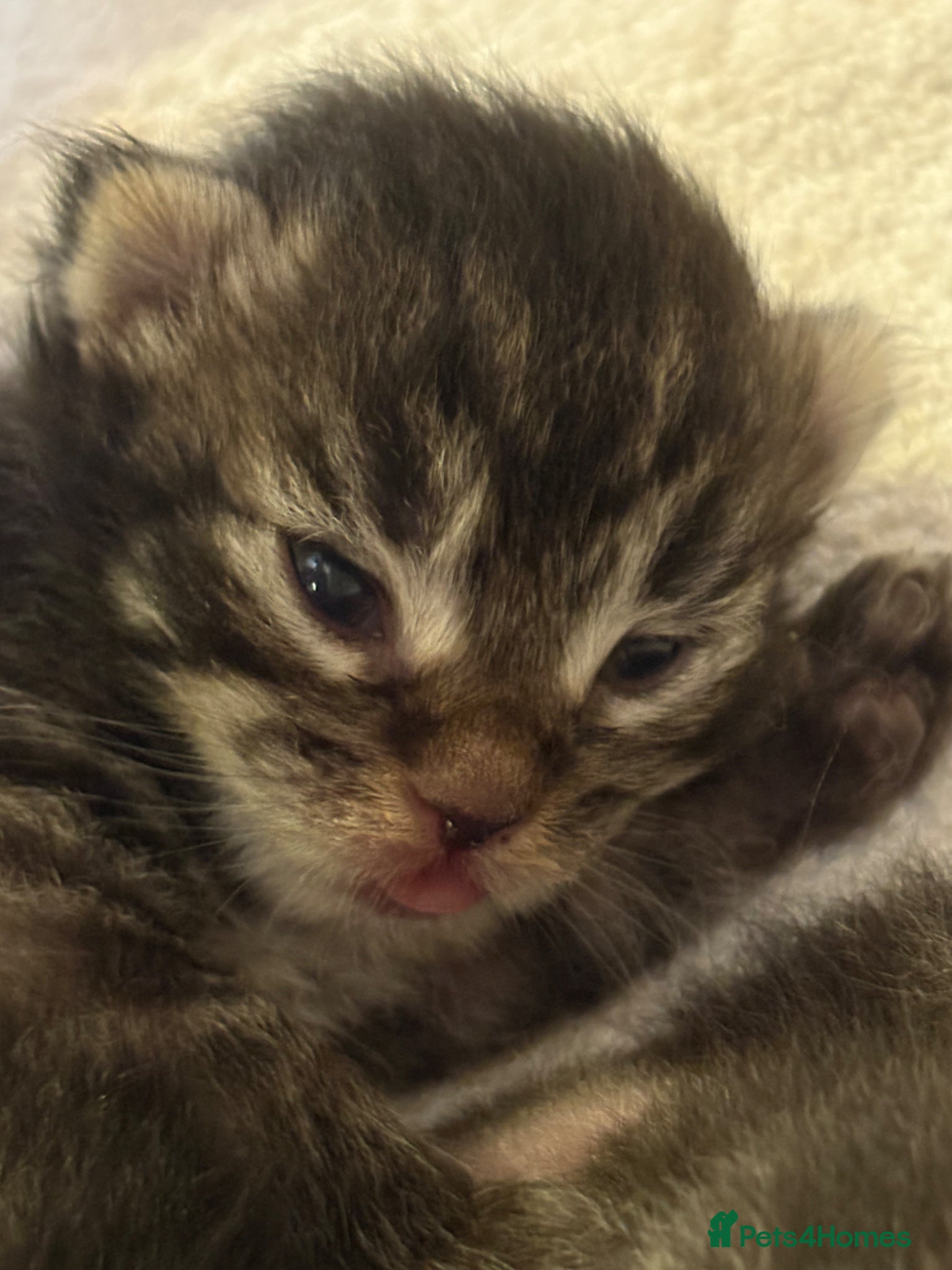 Ragcoon Kitten 4