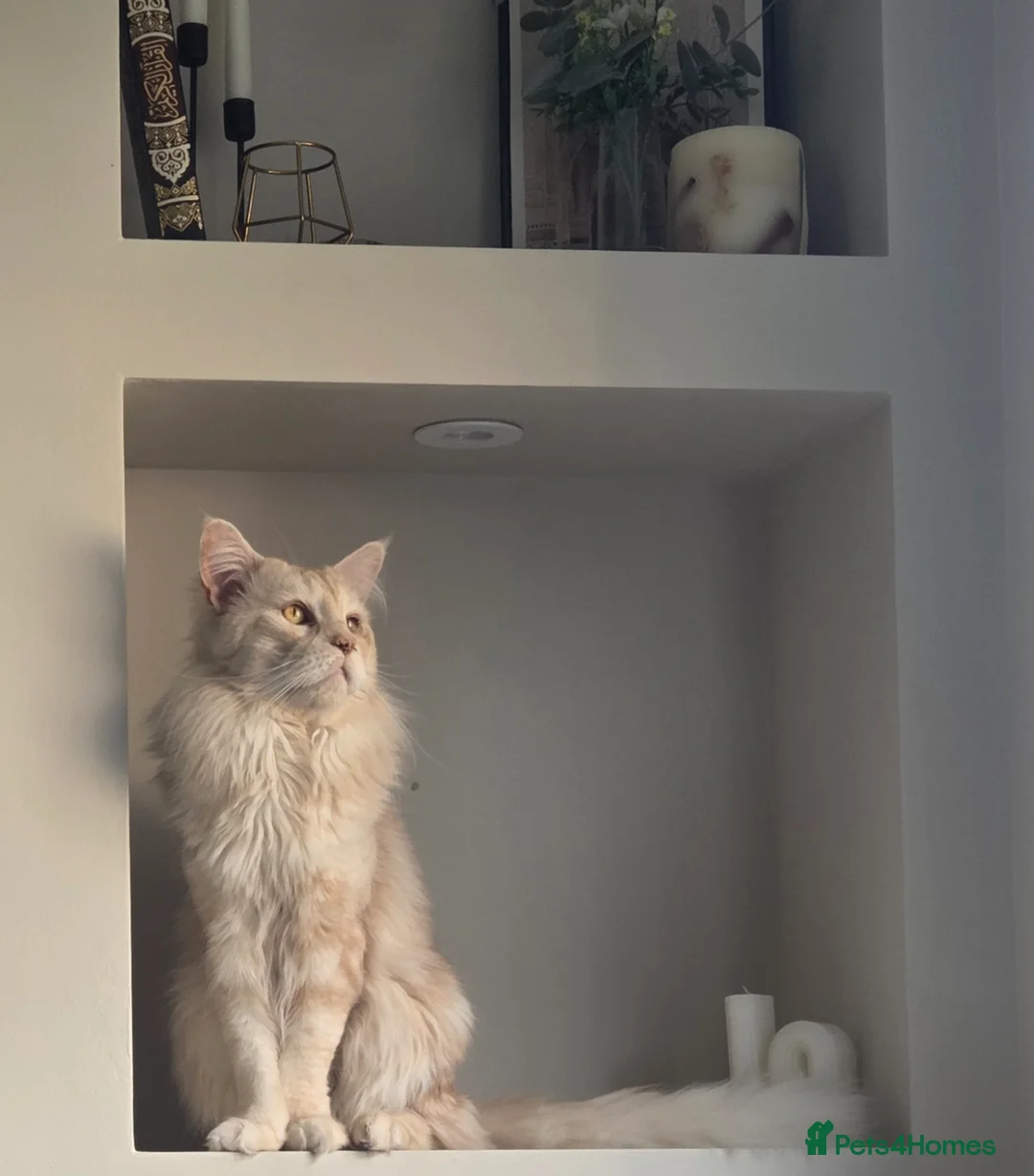 Maine Coon cats for sale: Maine coon male in Rotherham - Advert 2