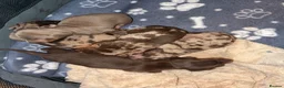 Miniature Dachshund dogs for sale: Miniture dachshund puppies  - Advert 3