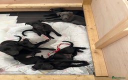 Whippet dogs for sale: 🐾 KC Registered Black Whippet Puppies 🐾 - Image 10