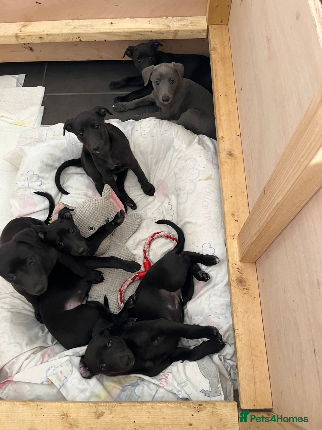 Whippet dogs for sale: 🐾 KC Registered Black Whippet Puppies 🐾 - Image 10