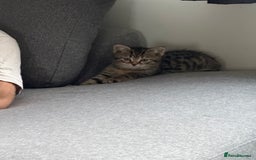 Mixed Breed cats for sale: British shorthair cross kittens  - Image 2