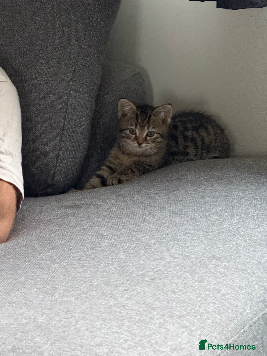 Mixed Breed cats for sale: British shorthair cross kittens  - Image 2
