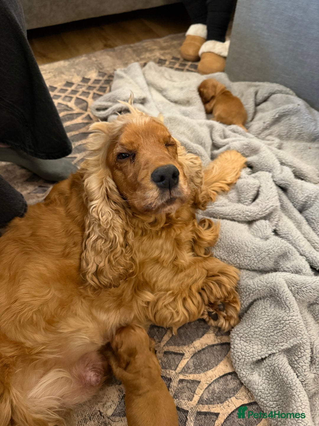 Cocker Spaniel dogs for sale: BEAUTIFUL SHOW COCKER SPANIEL  - Advert 2