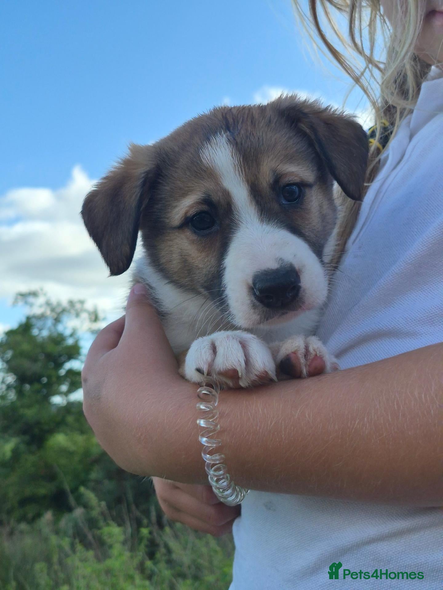 Border Collie dogs Border Collie puppies for sale - Advert 3