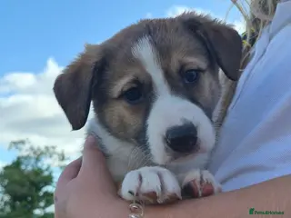 Border Collie dogs Border Collie puppies for sale - Advert 3