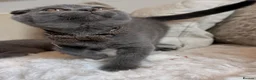 Scottish Fold cats for sale: Beautiful Scottish kitties are looking for a home  - Advert 16