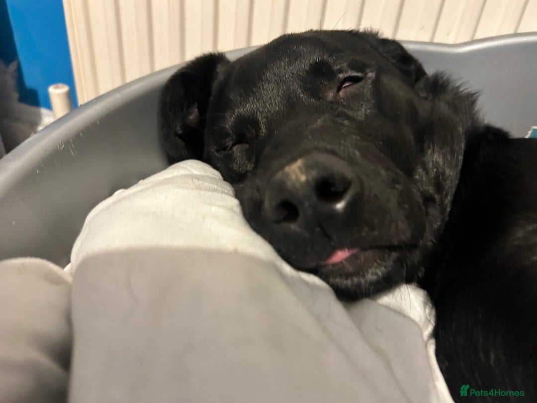 Labrador Retriever dogs for sale: Otis  - Advert 8