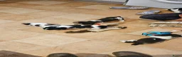 English Springer Spaniel dogs for sale: HintonBreeze Gundogs  - Advert 11