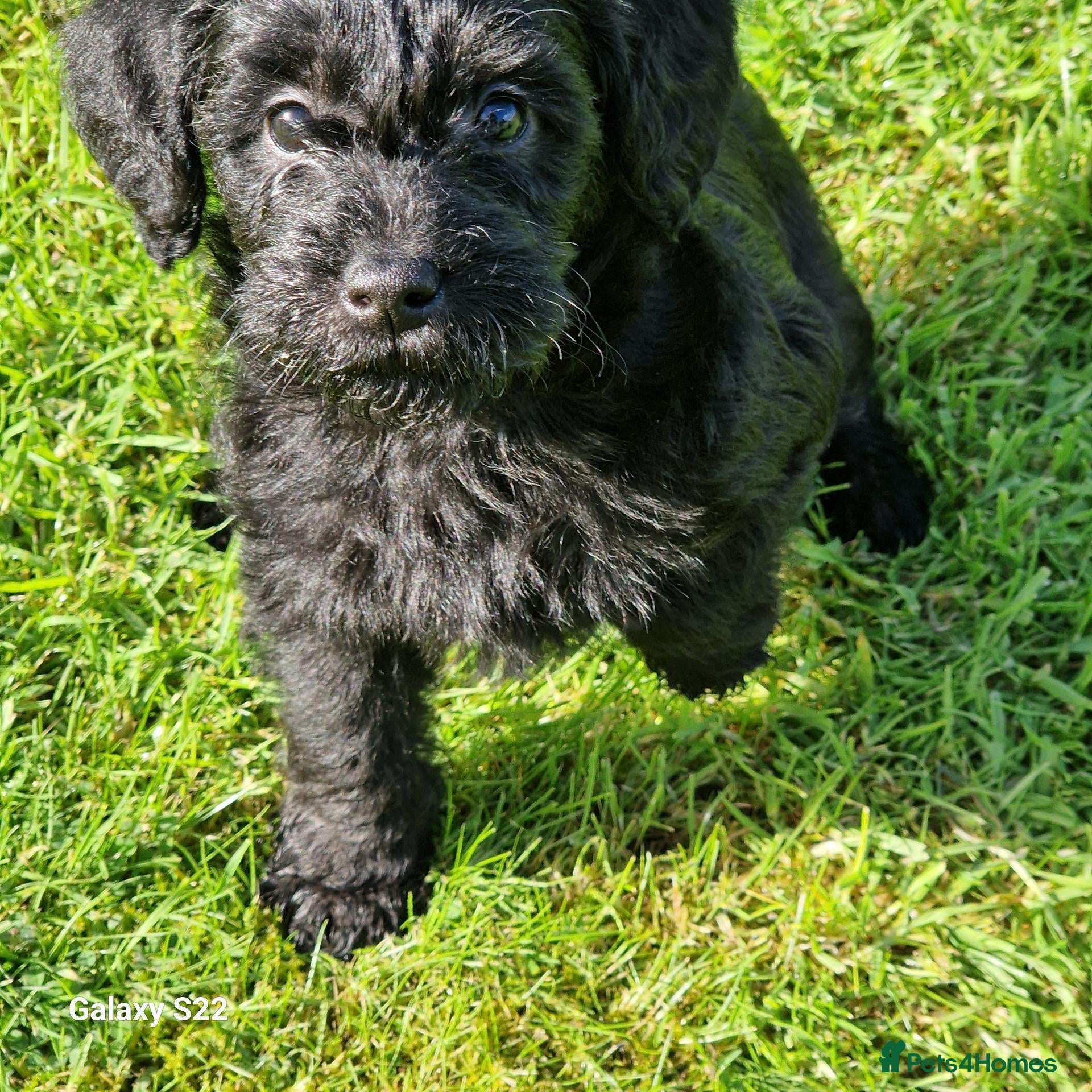 Schnoodle dogs Schnoodles  - Advert 15