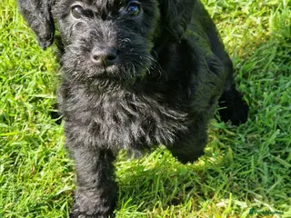 Schnoodle dogs Schnoodles - Advert 2