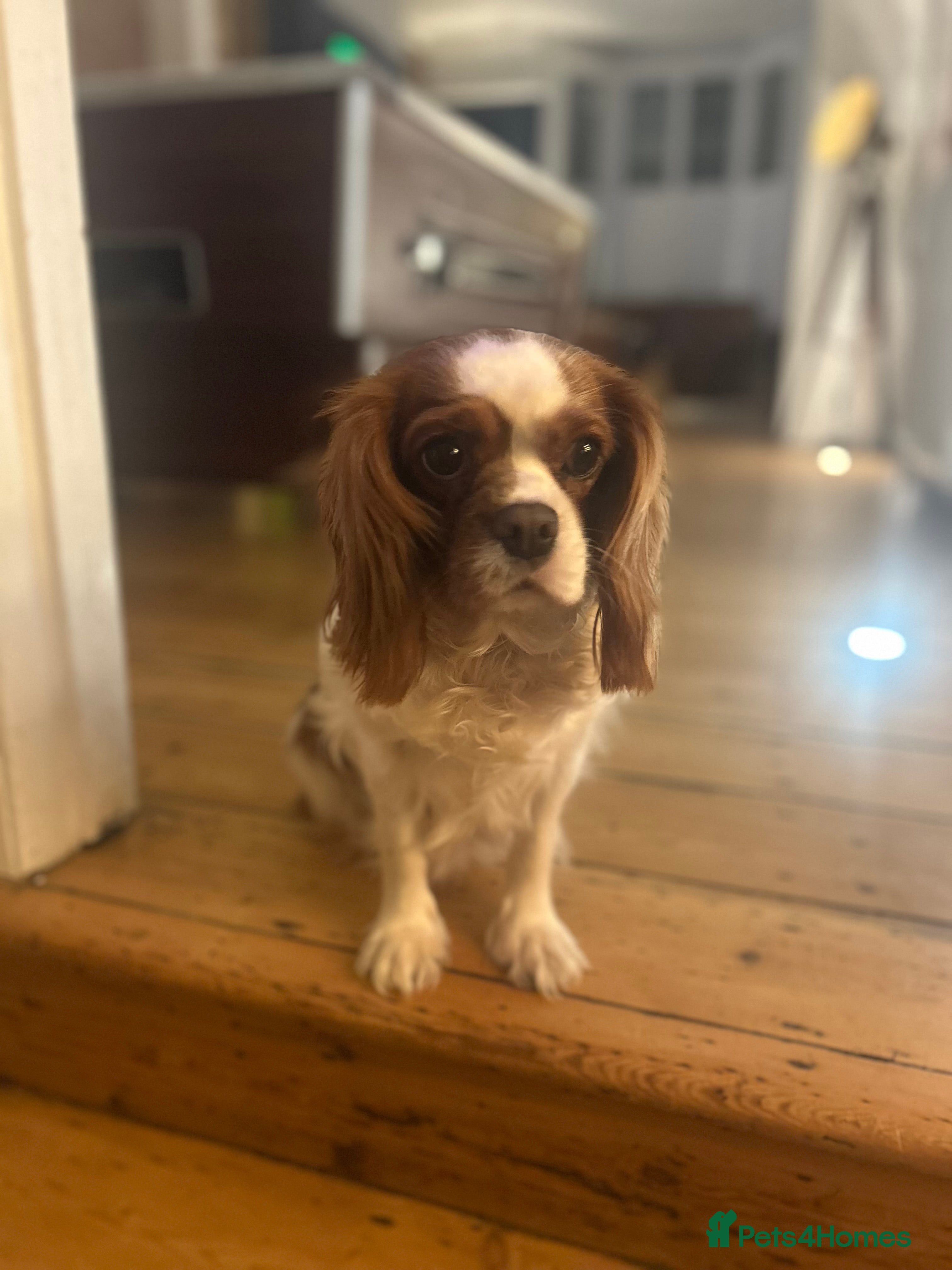 Cavalier King Charles Spaniel dogs Loving home for Lottie  - Advert 1