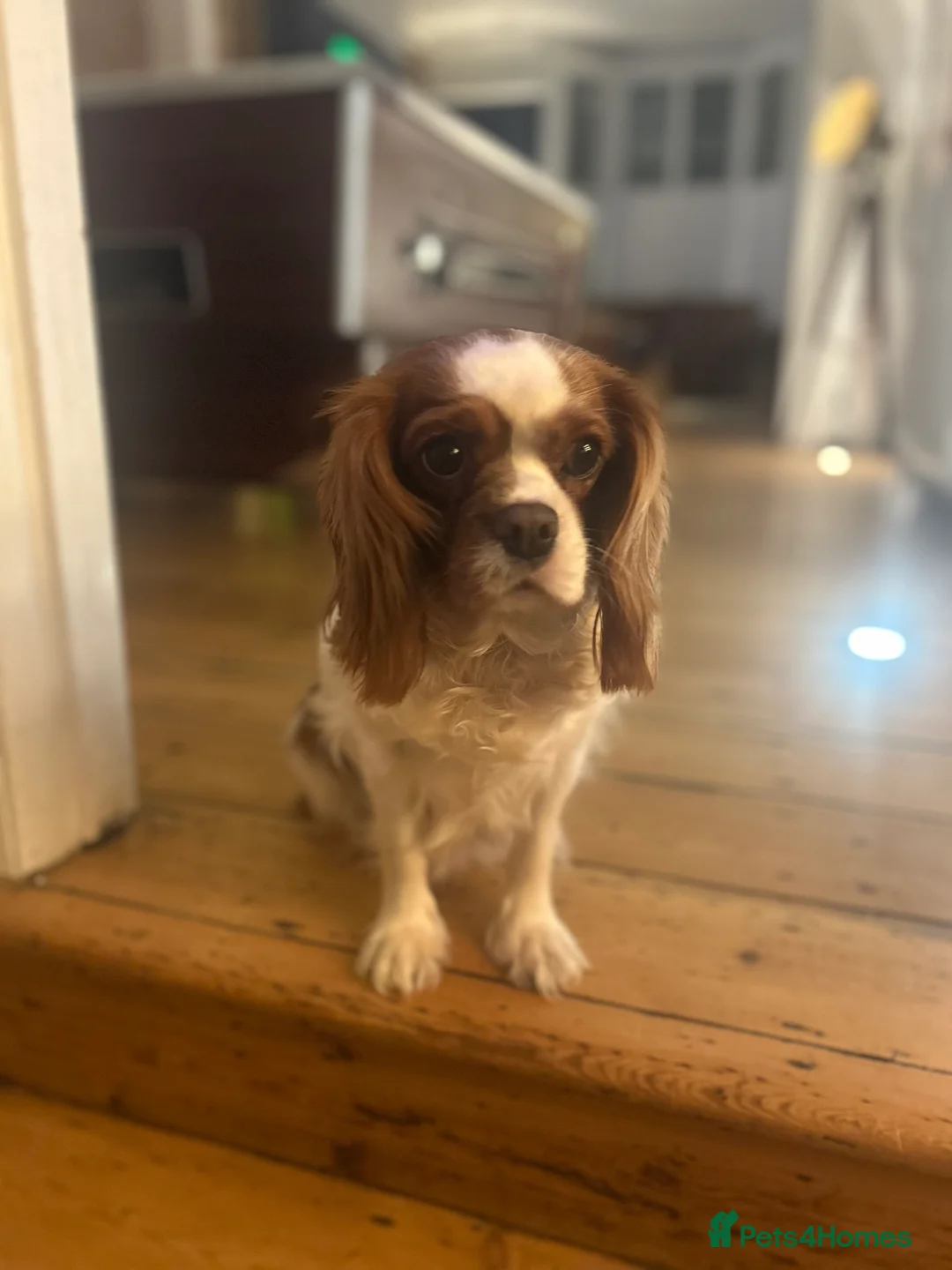Cavalier King Charles Spaniel dogs for sale: Loving home for Lottie  - Advert 1